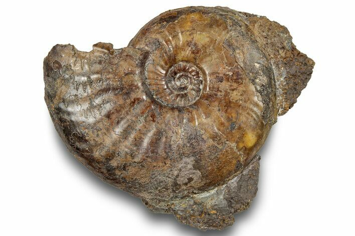 Pliensbachian Ammonite (Amaltheus) Fossil - France #251752